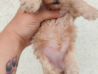 Poodle Kayısının En Tatlı Tadı