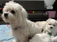 Maltipoo cinsi bebekler