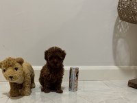 Kore Kan Teacup Poodle Dişi / Erkek 850 gram 2 buçuk aylık