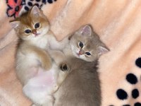 British shorthair golden yavrular