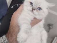 British shorthair