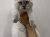BRİTİSH SCOTTİSH KARDEŞLER