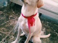 Köpeğimize Acil Yeni Yuva Aranıyor