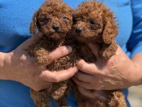 Teacup Kore Poodle Bebekler Aşılı Ve Çiş Eğitimli