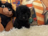 Maltipoo bebiş