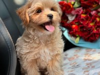 Maltipoo korekan 0 numara bebekler