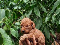 A kalite toy poodle yavrular