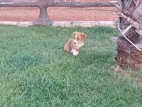 A kalite son dişi jack russell yavru