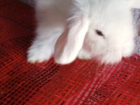 Teddy lop tavşan yavrular 35 günlük