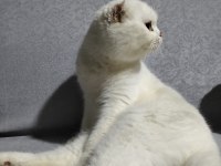 2 Yaşında Scottish Fold Beyaz
