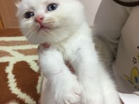 Scottish fold