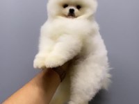 Pomeranian bo teddy yavrularımız