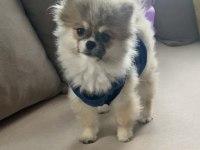 Pomeranian 3 aylık erkek