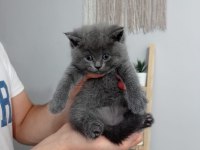 Pofuduk british shorthair bebekler