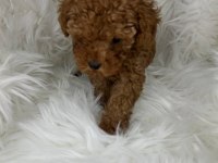 Toy poodle yavrularımız
