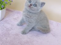 Masum Bebek Lilac British Shorthair 