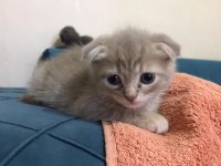 1,5 aylık kulaksız Scottish fold