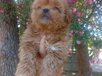 Koku tüy sorunu olmayan tuvalet eğitimli maltipoo yavrular