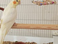 2 aylık sultan papağanı yavrular