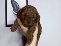 KORE KAN POODLE SAHİPLENDİRME