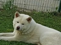 Akita İnu Köpeğimiz İçin Ulaşın