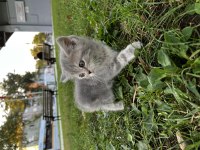 Yavru sağlıklı british shorthair