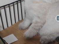 Scottish fold kedisi