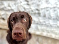 2 YAŞINDA KISIR ERKEK ÇİKOLATA LABRADOR