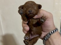 Teacup Toy Poodle Bebeklerim