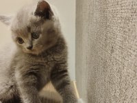 British ve Scottish Fold Yavrular Yeni Yuvalarını Arıyor