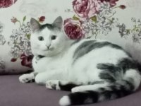 Sıcak kanlı sevecen boncuk kedim