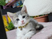2 Aylık Yavru Kedilerimiz