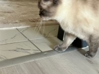 Siyam dişi kedimiz oldukça akıllı ve sevecen