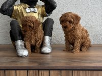 Teacup Toy Poodle