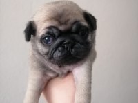 Pug yavrularımız ırk garantilidir
