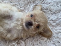 hypoallergenic tüy sahibine maltipoo yavruları