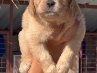 A+ kalite Golden Retriever yavrularımız 81 ile gönderilir