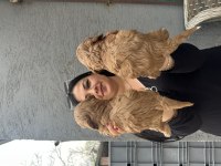 Ufacık maltipoo yavrularım