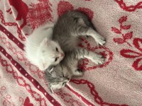 Scottish fold yavru