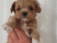 Show kalite kore kan maltipoo bebekler