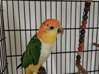Caique papağanı (kayık papağanı)
