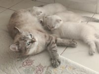 Dişi Kedi Ücretsiz