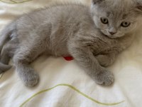 Gri british shorthair