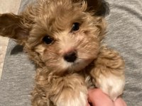 Toy poodle 2 aylık