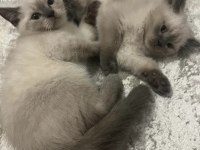 2 aylık saf british shorthair blue point kediler