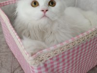 7 aylık british longhair