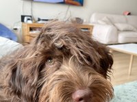 EĞİTİMLİ DİŞİ LAGOTTO