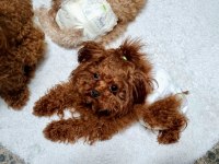 KORE YAVRUSU A KALİTE TEACUP TOY POODLE RED BROWN YAVRULAR