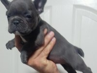 Blue French Bulldog Yavrular