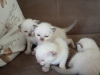 Scottish Fold baba siyam anne ve yavruları